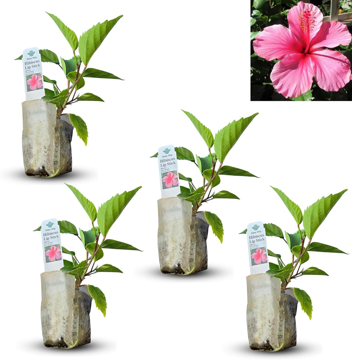 Pink Hibiscus. rosa-sinensis. Live Plant - Tropical Blooming Hibiscus, Pretty Flowers, Used in Tea and Juice (4 Pink Hibiscus sacs)