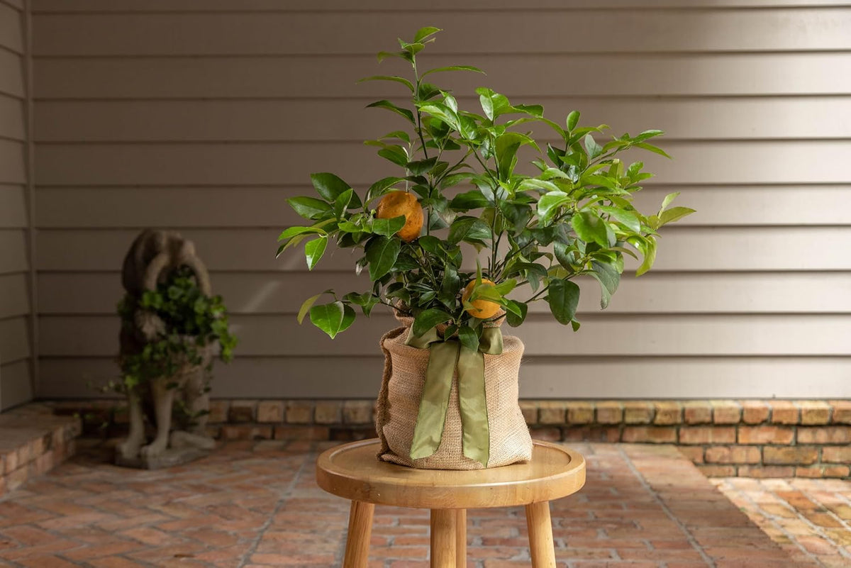 Meyer Lemon Tree Gift, Live Fruit Plant, Easy Care, Low Maintenance, Juicy Lemons, Unique Housewarming Gift, by The Magnolia Company, 1-2 Feet Tall, No Ship to CA, TX, AZ, LA, AL