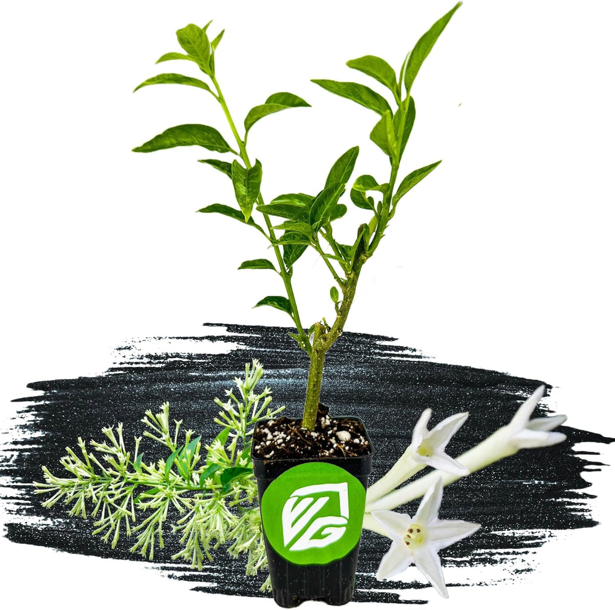 Night Blooming Jasmine Live Plant - Cestrum nocturnum - Wellspring Gardens Starter Plant