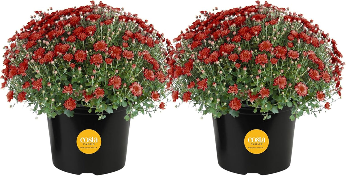 Costa Farms Live Plants – Fall Mums 2-Pack (Red) in Grow Pots | 3 Qt. Seasonal Houseplants & Outdoor Flowers for Porch, Patio, or Garden | Ships in Bud Form for Longer Bloom