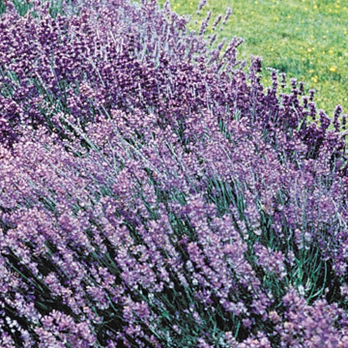 BRECK'S - Munstead Lavender, Flowering Perennial Starter Plant, Grown in a 4 inch Pot, 1 Plant per Offer