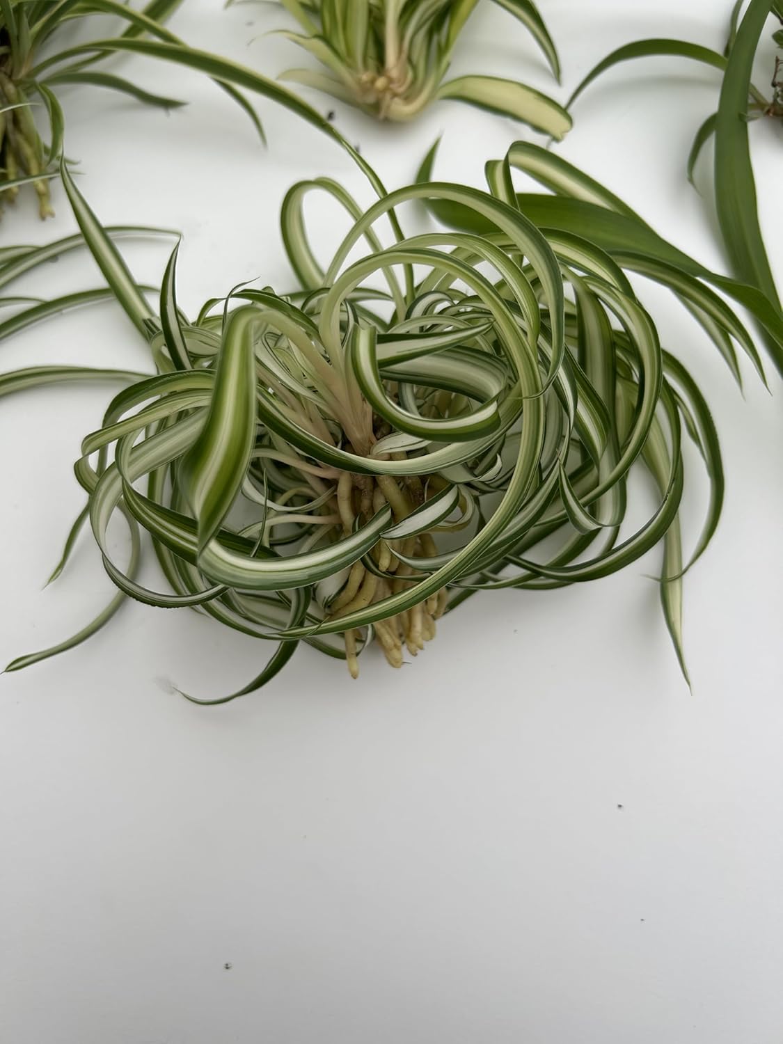 6 Pack Spider Plant Babies ~ Collectors Pack 6 Varieties ~ Airplane, Reverse, Hawaiian, Bonnie Curly, OG Green, Green Ocean - Live Starter Plants ~ Air Purifying, Low Maintenance, Easy Houseplant