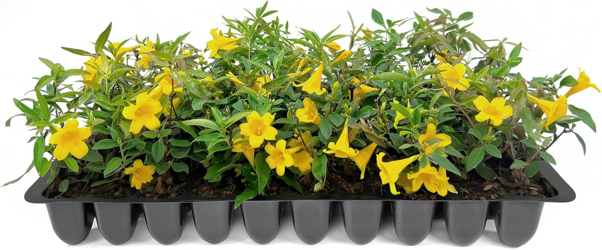 Carolina Jasmine | 3 Live Plants | Gelsemium sempervirens | Fast-Growing Flowering Vine for Trellises & Fences | Climbing Landscape Plants
