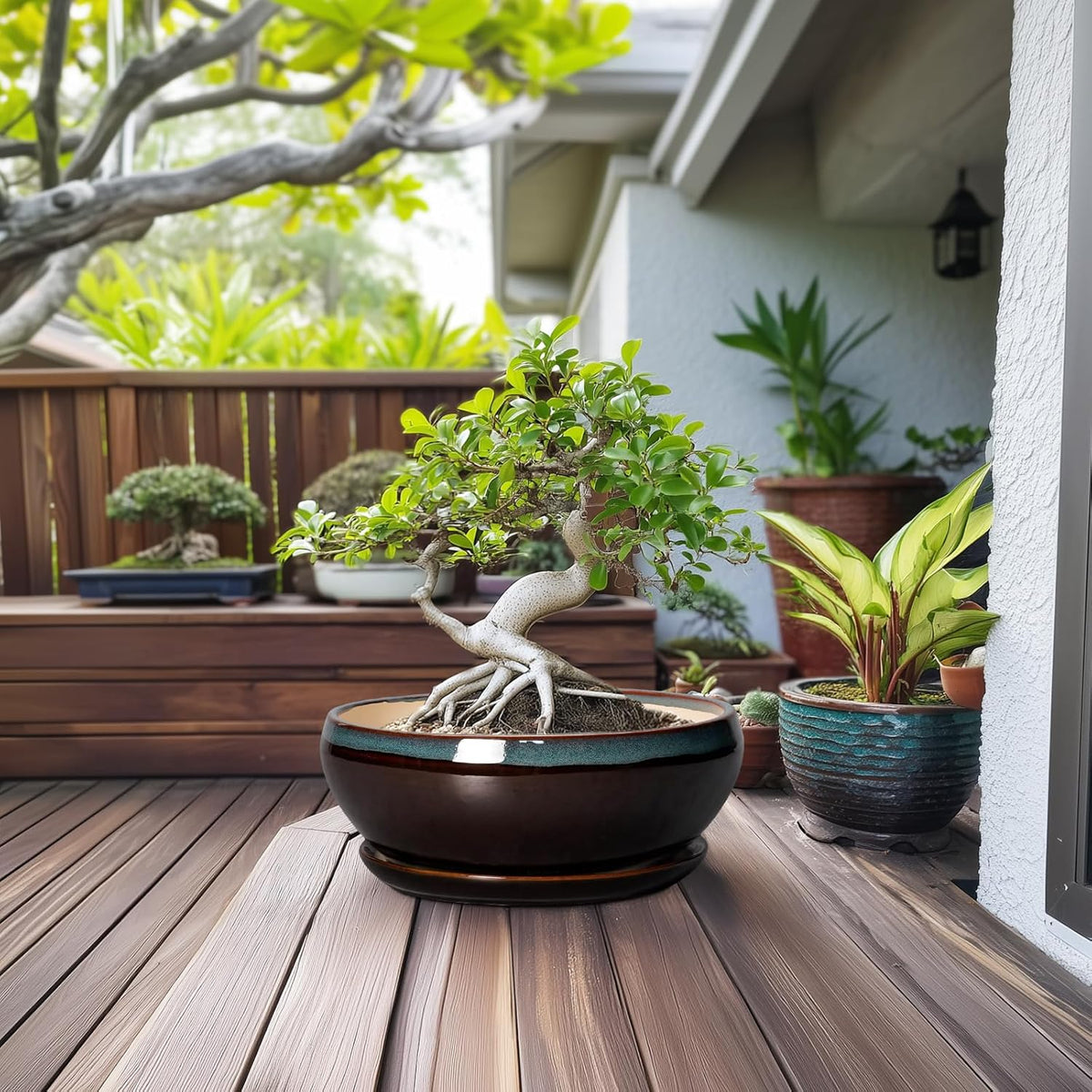 SQOWL Bonsai Planter 12 Inch - Ceramic Succulent Pots Large, Round Shallow Plant Pots Indoor with Drainage Hole and Saucer, Bowl Planter Outdoor for Flower, Room Decor, Housewarming Gifts, Blue-Brown