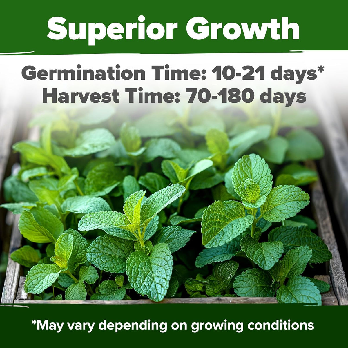 HOME GROWN 𝗨𝗦𝗔 𝗣𝗥𝗘𝗠𝗜𝗨𝗠 Lemon Balm Seed Pack - 403 Non-GMO USA Heirloom Herbal Tea Seeds - Bulk Lemon Balm Seeds for Planting Gardens Indoors or Outdoors - Herb Seeds (Melissa officinalis)