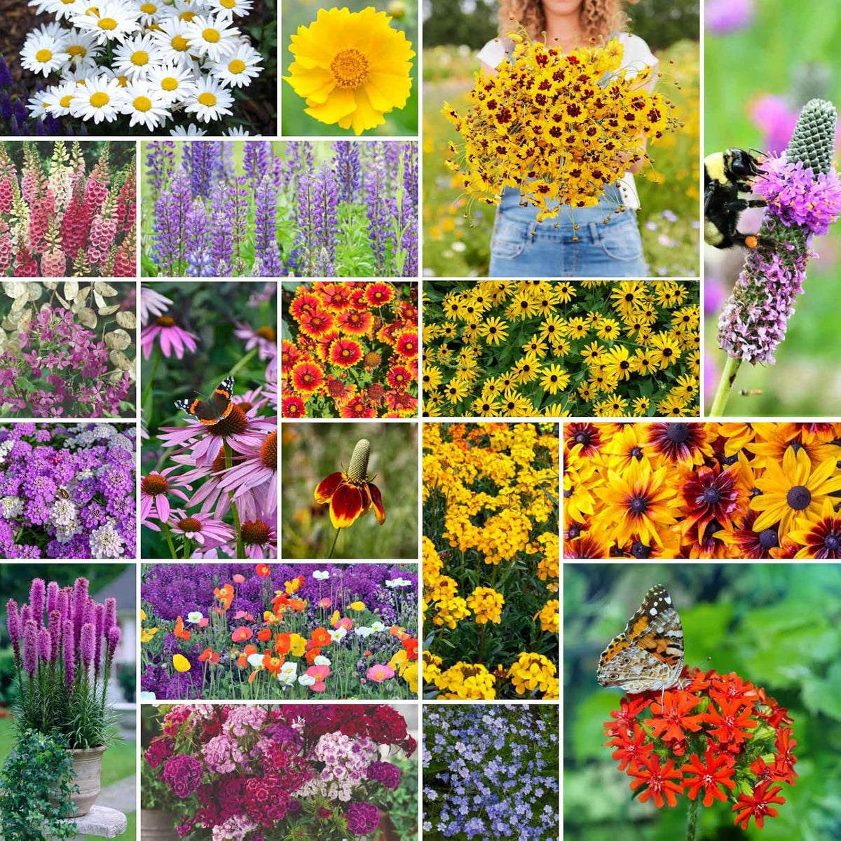 Eden Brothers All Perennial Wildflower Mixed Seeds for Planting, 5 lb, 2,400,000+ Seeds with Lupine, Shasta Daisy| Attracts Pollinators, Plant in Spring or Fall, Zones 3, 4, 5, 6, 7, 8, 9, 10