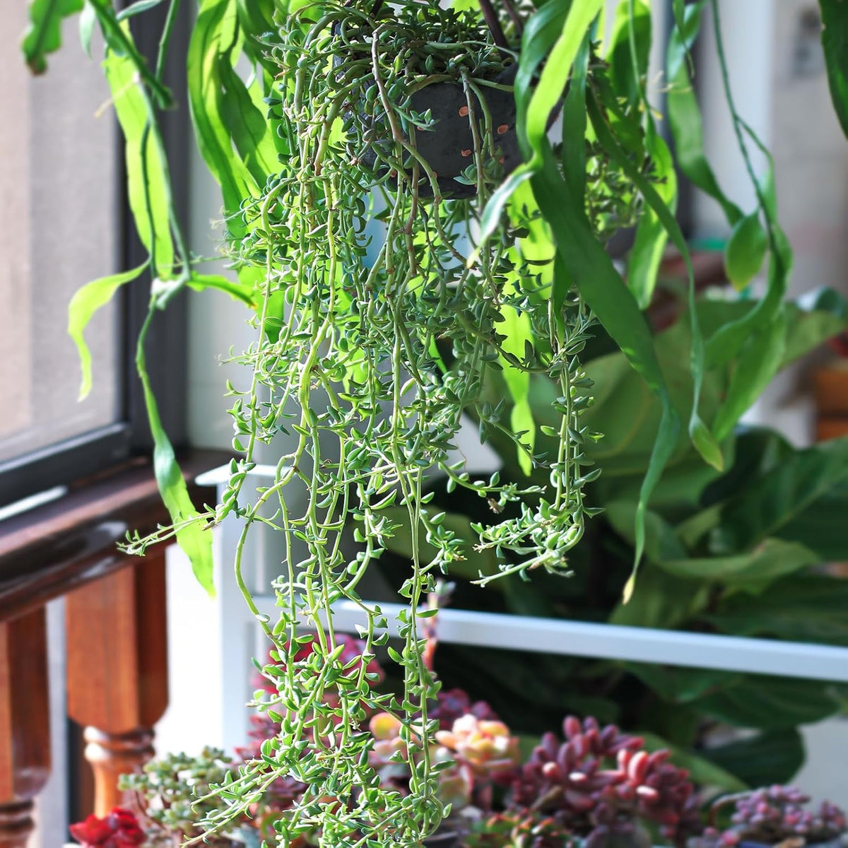 Live Succulents String of Dolphins (4-inch), Succulent Plants Fully Rooted in Pots with Soil, Easy-Care House Plant for DIY, Home Office Decor, Wedding Party Favor