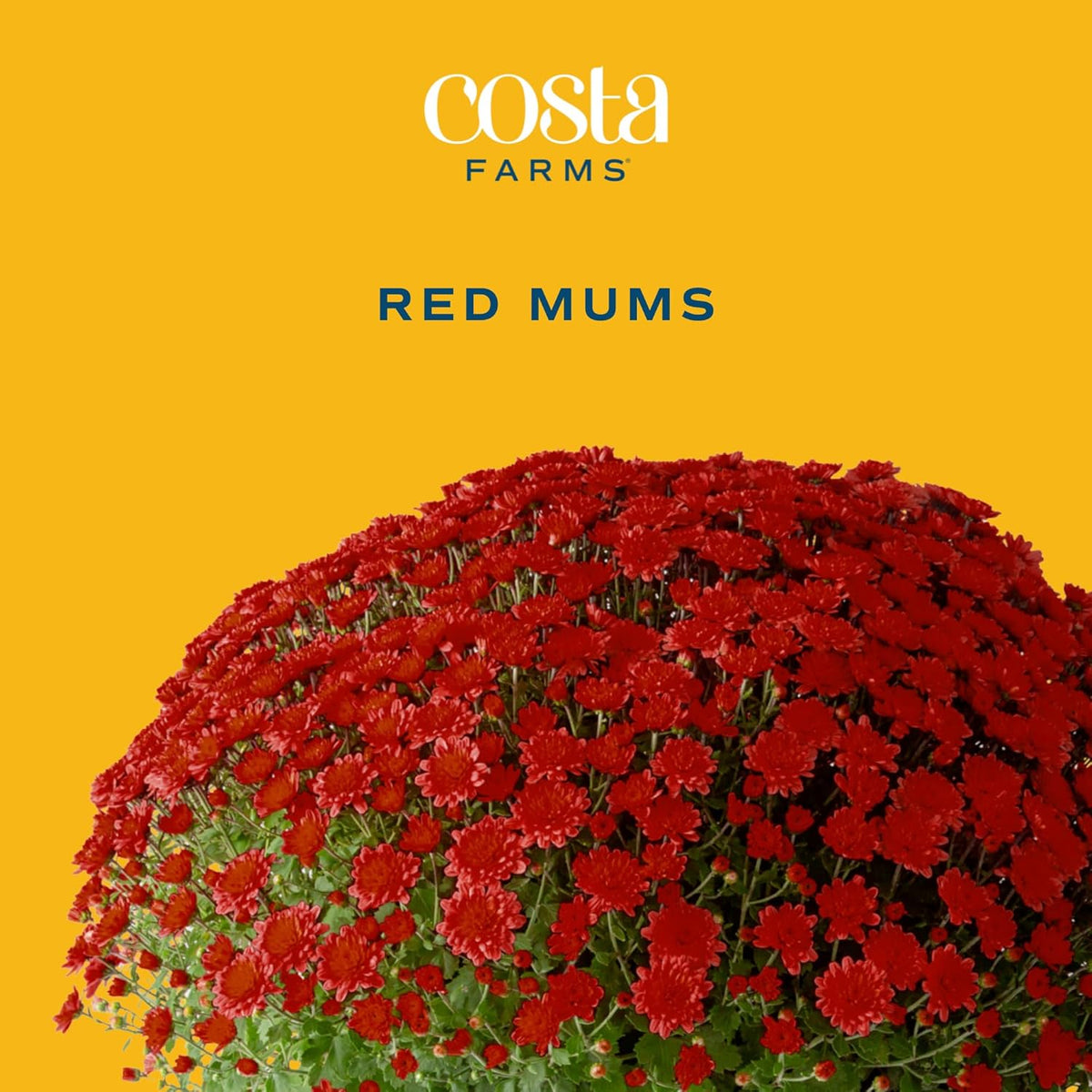 Costa Farms Live Plants – Fall Mums 2-Pack (Red) in Color Pots | 3 Qt. Seasonal Houseplants & Outdoor Flowers for Porch, Patio, or Garden | Ships in Bud Form for Longer Bloom