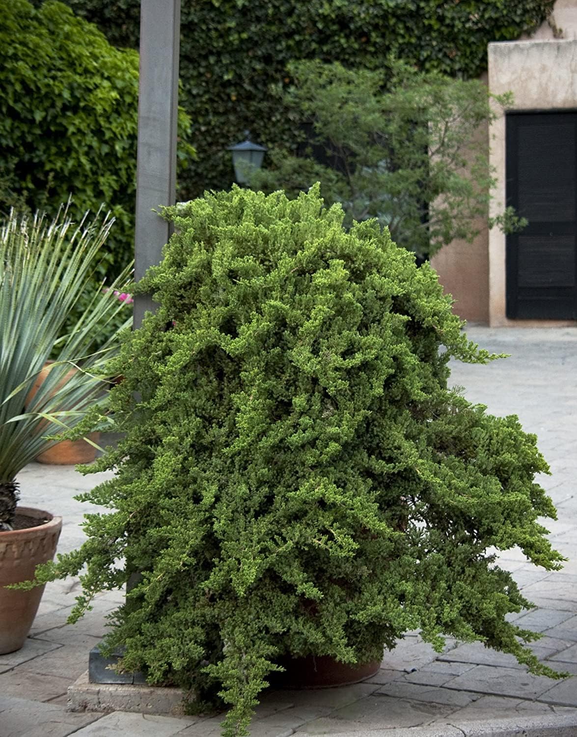 Juniper Procumbens Nana - 10 Live Plants - Drought Tolerant Evergreen Groundcover - Great for Bonsai