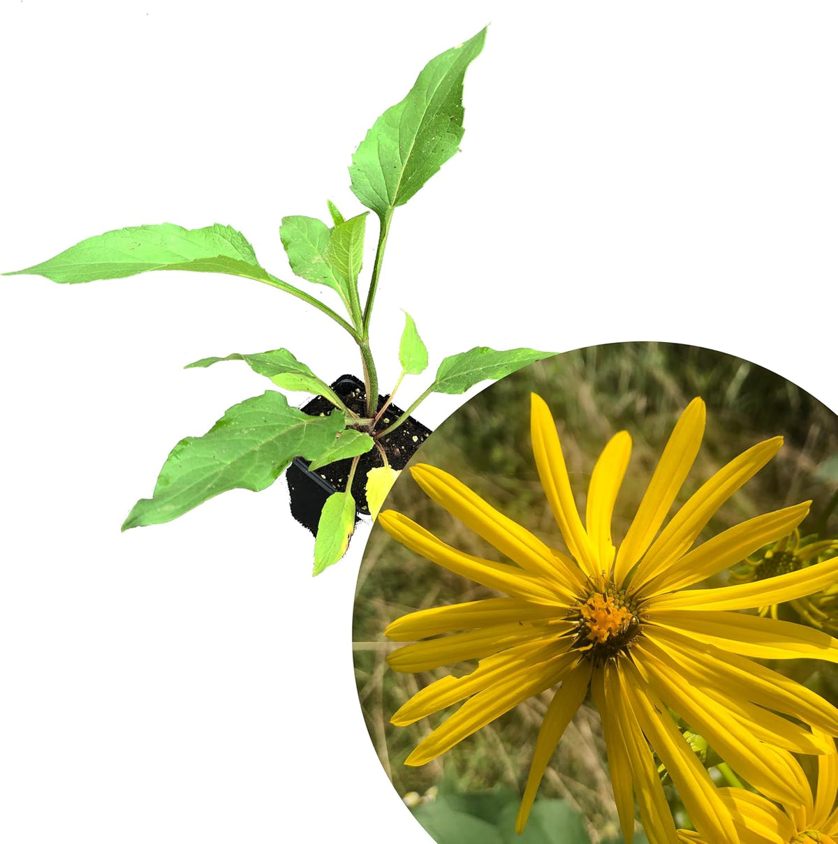 Cup Plant (Silphium perfoliatum) 2.5 in Pot Herbaceous Perennial Live Plant