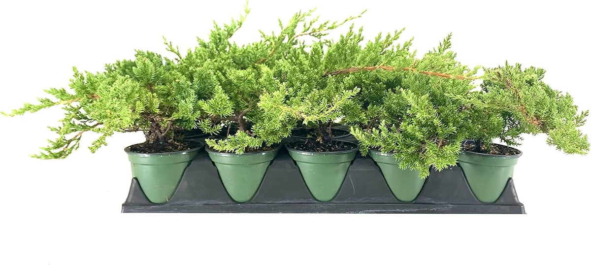 Dwarf Japanese Garden Juniper | 1 Live 4 Inch Pot | Juniperus Procumbens Nana | Drought Tolerant Evergreen Groundcover | Great Plants for Bonsai
