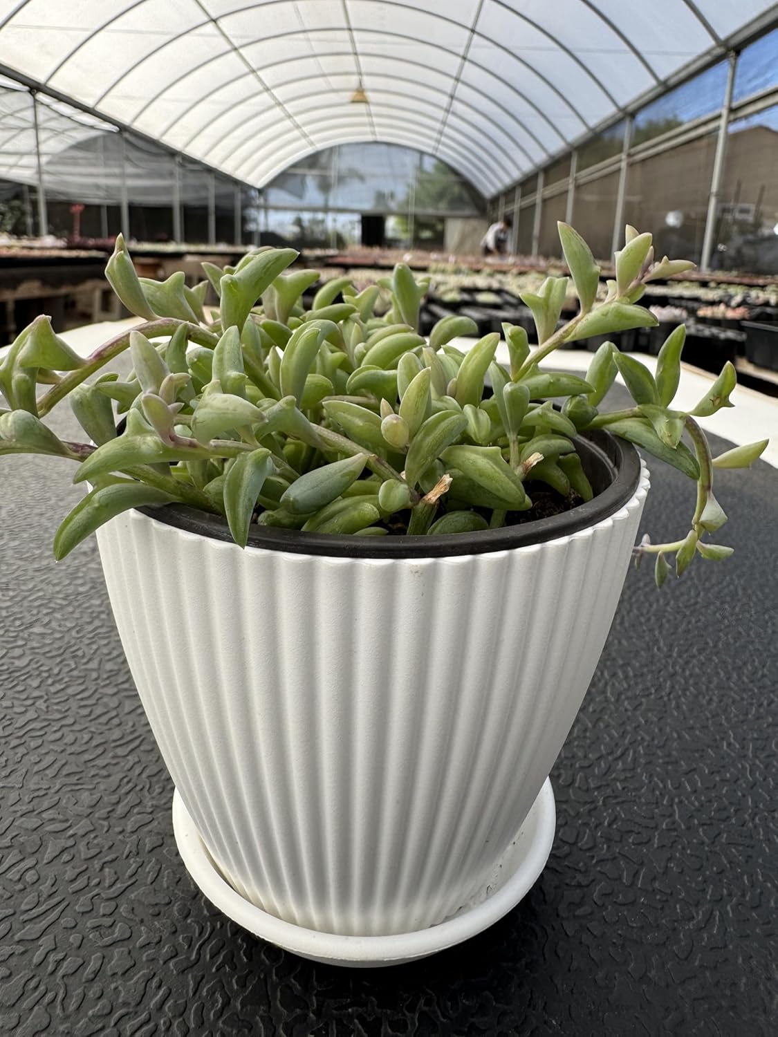String of Dolphins with White Stripe 4" Pot, Live Succulent Plant Fully Rooted in Pots with Soil, Rare House Plant for Home Office Wedding Decoration DIY Projects Party
