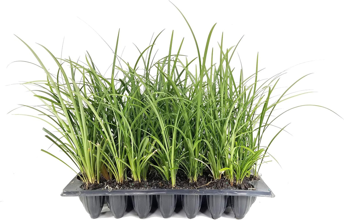 Evergreen Giant Liriope Muscari - 10 Live Plants - Drought Tolerant Low Maintenance Evergreen Groundcover Grass