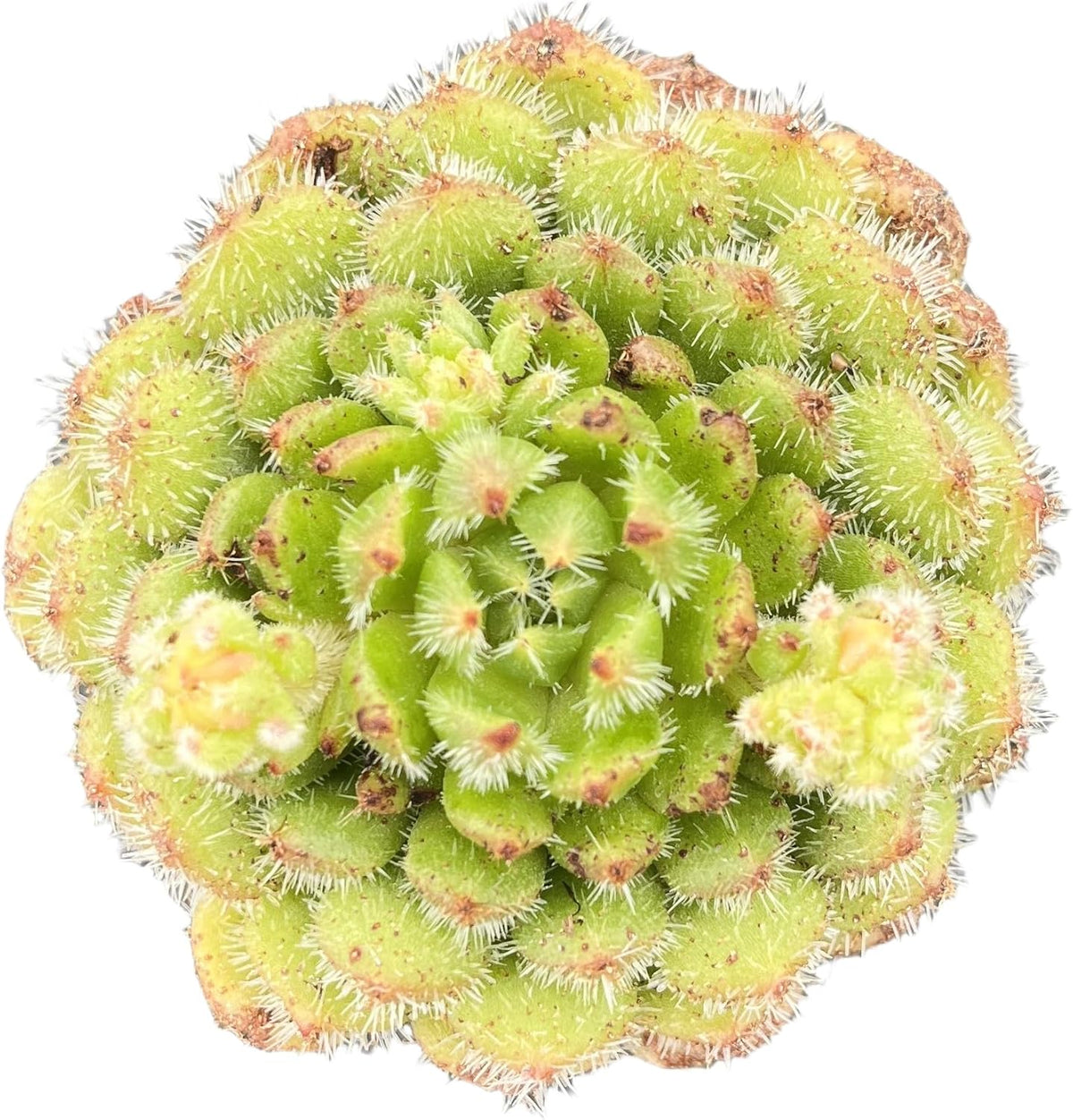 Sprout N Green Echeveria setosa 'Aoinagisa', 1 Live Succulent Plant Fully Rooted in 2" Pot, House Plant for Indoor Outdoor Home Office Wedding Decoration DIY Project Party Favor