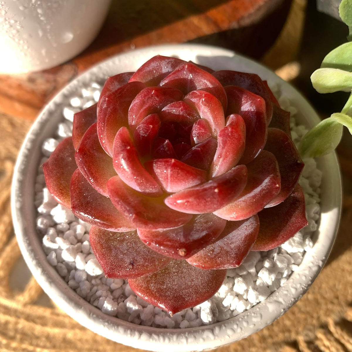 FWPP Live Succulents Plants Echeveria Snow Lotus 2 inches,Rare red Succulents Bare Root Without Pot Soil, Live Plants Indoor Office Decoration Wedding and Gift