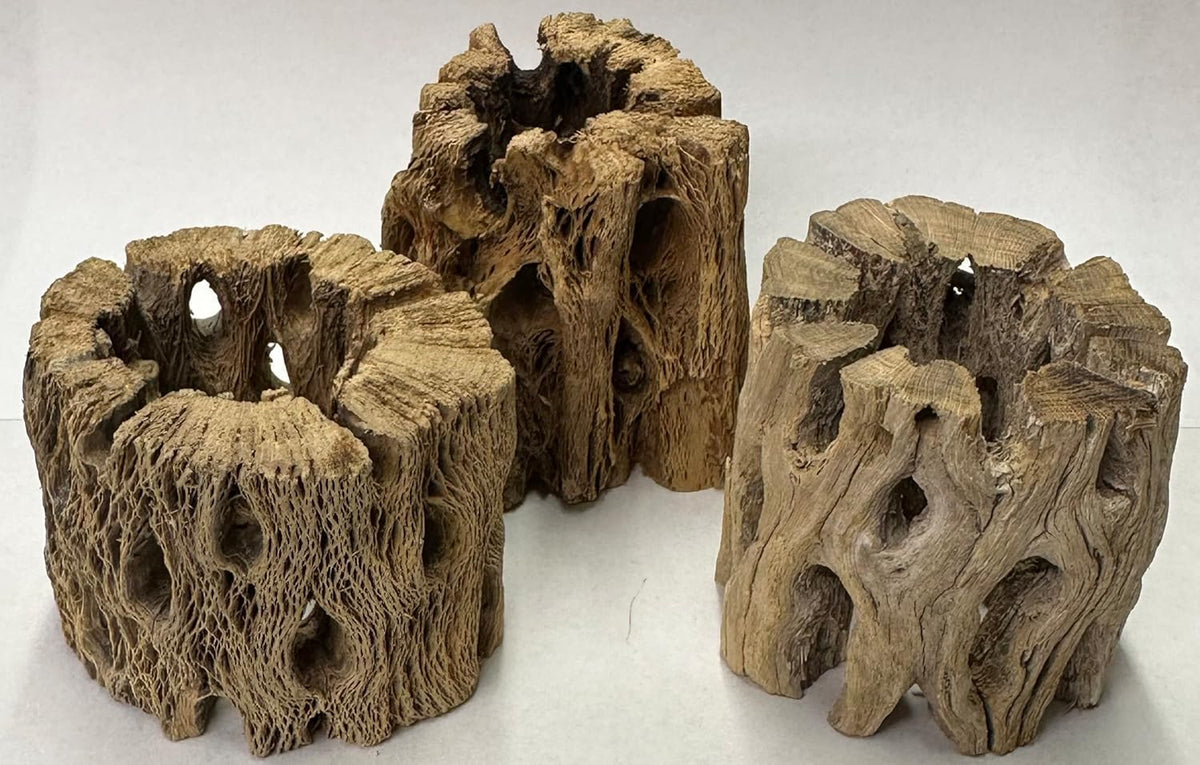 3 Natural Cholla Wood Air Plant Display Holders Individually Unique Round Decorative Stands (3 Pack Cholla Rounds)