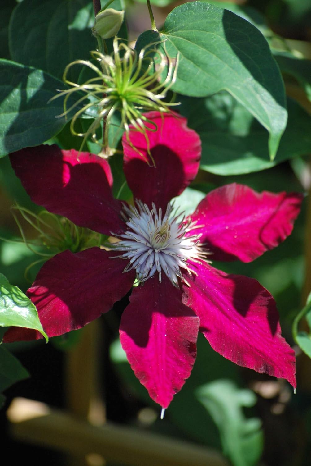 Perennial Farm Clematis 'Rebecca' Hybrid – Live Flowering Vine in 4 Quart Container, Large Velvety Red Blooms, Long Blooming, Compact Climber, Ideal for Trellises, Arbors & Containers