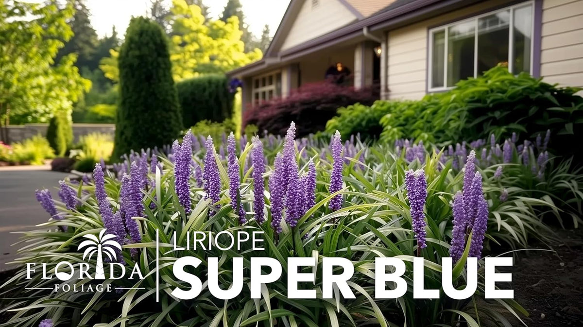 Liriope Super Blue | 2 Large Gallon Size Plants | Liriope muscari 'Super Blue' | Ornamental Ground Cover Plants | Shade-Tolerant Landscaping Perennial