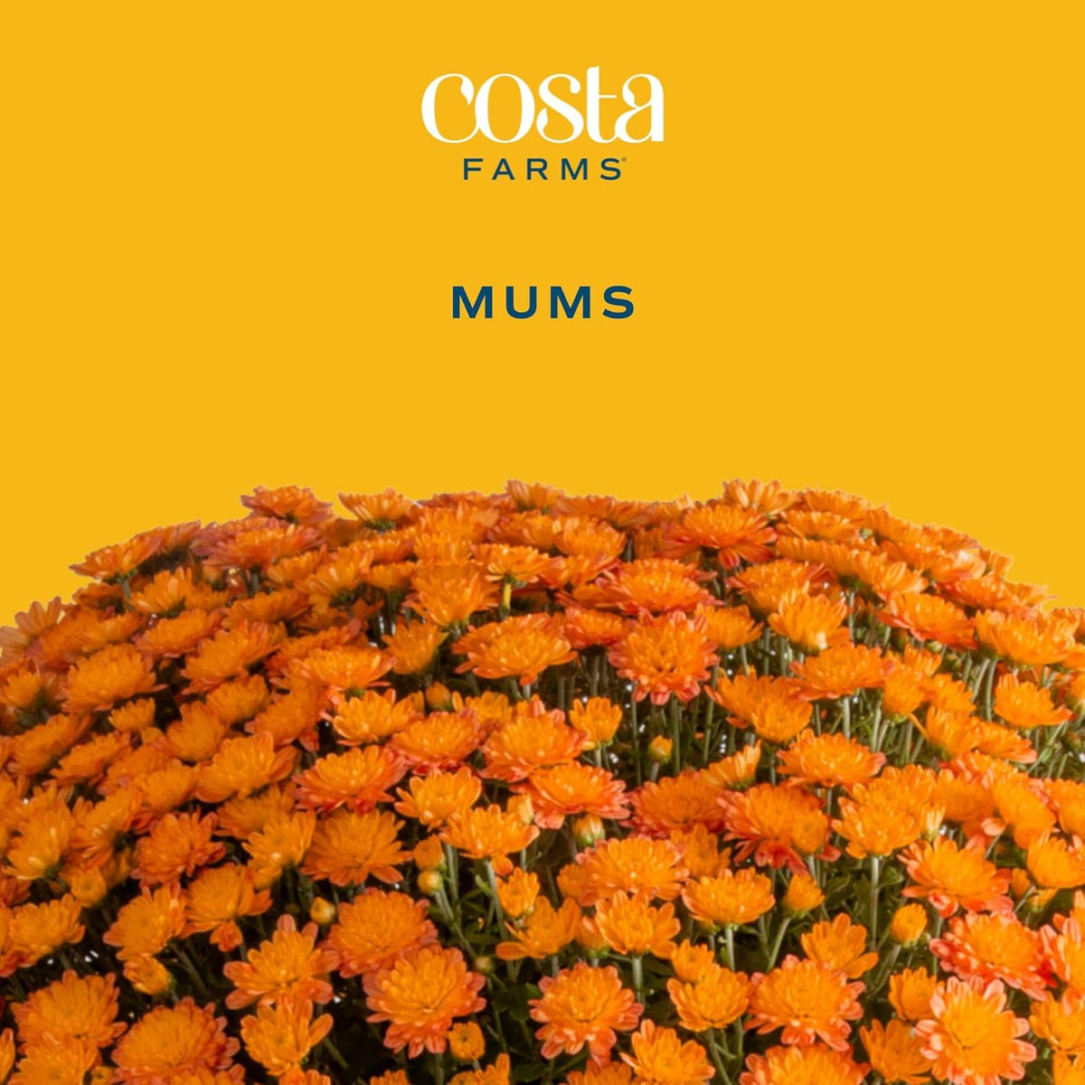 Costa Farms Chrysanthemum, Mums Ships in Bud Form, Bloom Porch and Patio Ready Bushel Basket, 3-QT, Orange