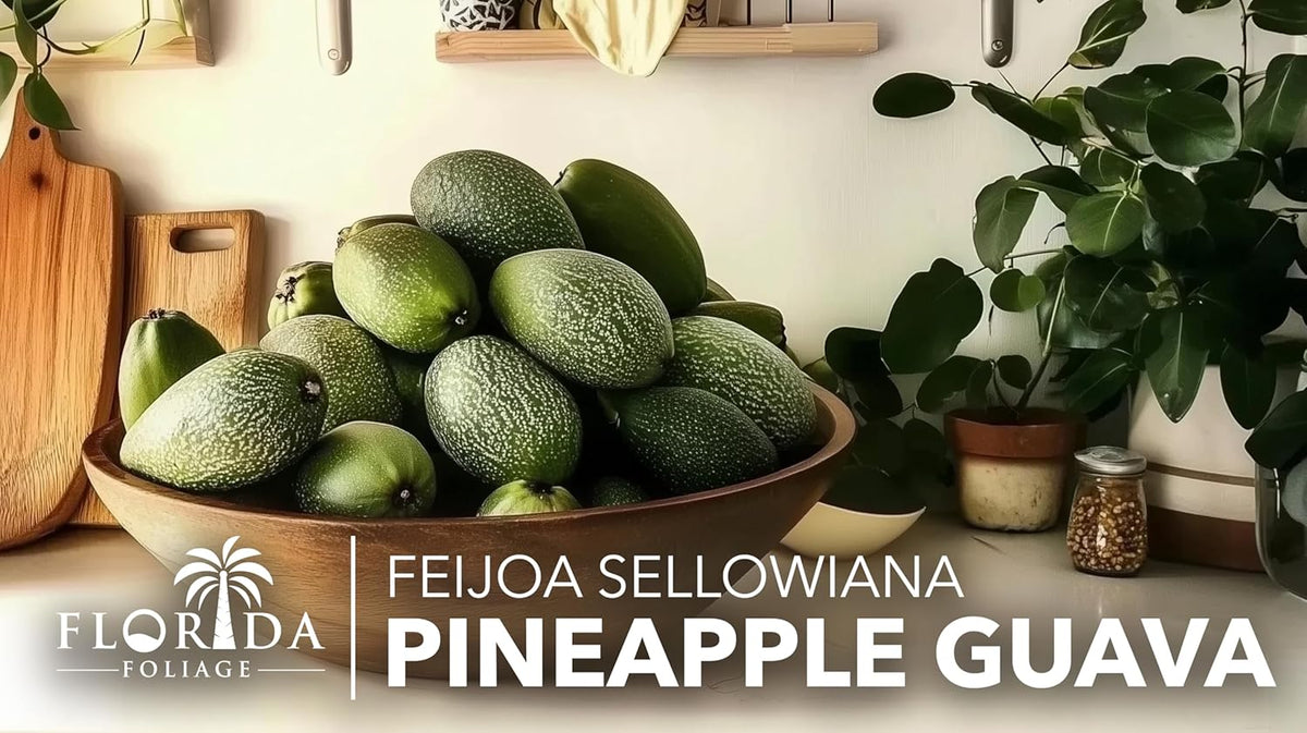 Pineapple Guava - 50 Live Plants - Feijoa Sellowiana - Edible Fruit and Flowering Foliage