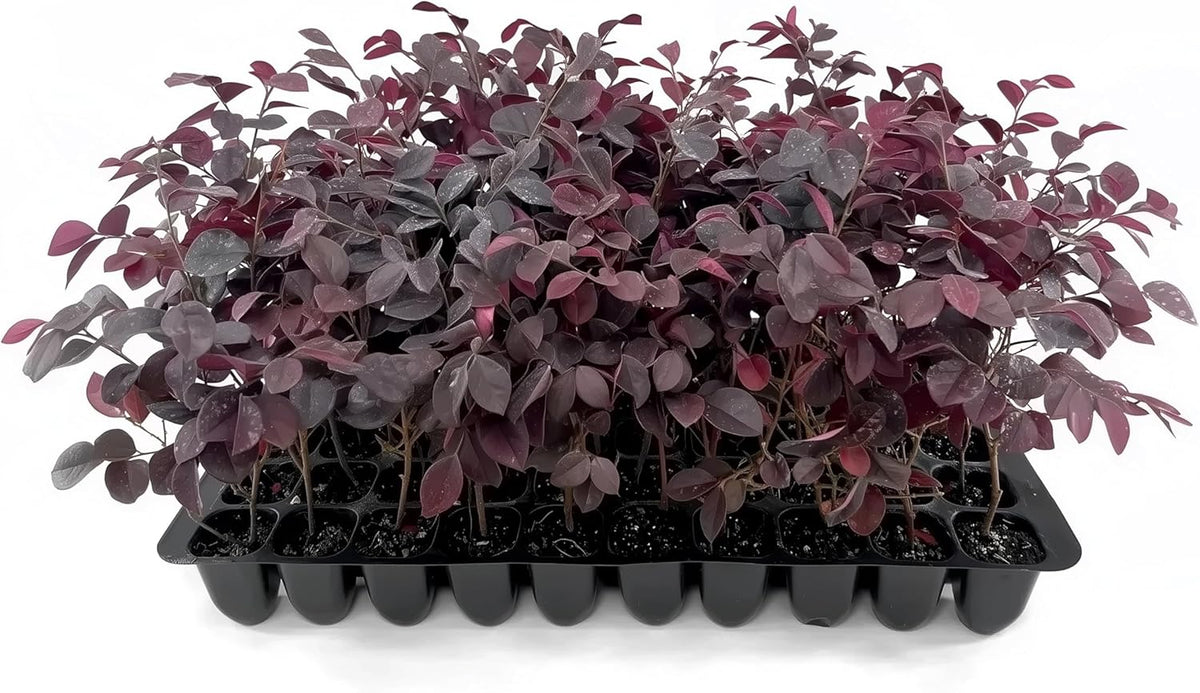 Loropetalum Carolina Midnight | 20 Live Plants | Loropetalum Chinense | Purple Foliage Shrub | Ornamental Landscape Bush | Fast Growing Plants