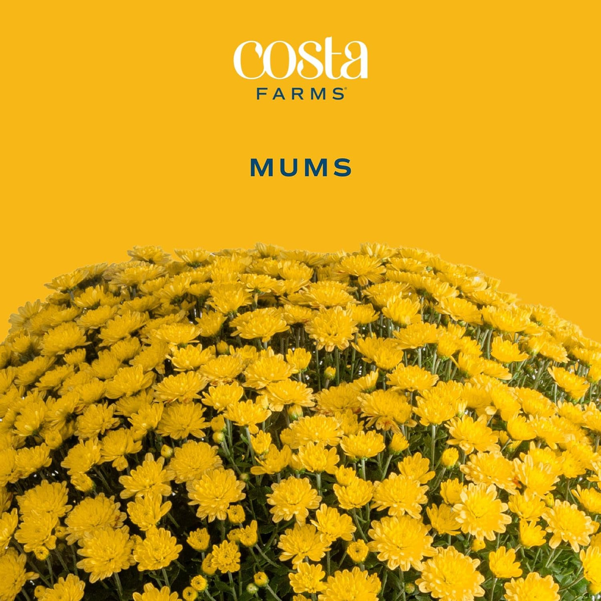 Costa Farms Chrysanthemum, Mums, Ships in Full Bloom, Porch and Patio Ready Bushel Basket 13-Inches Tall, Yellow