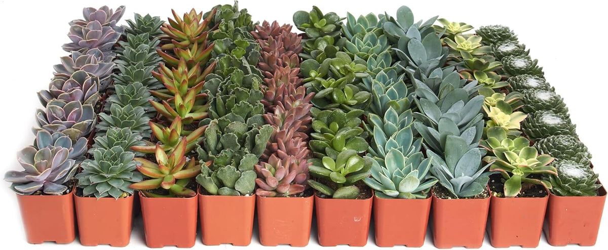 Shop Succulents Assorted Succulent Plant Pack Collection - Live Mini Succulent Plants, Low Maintenance, Mixture of Colors & Textures - Wedding and Party Favors, Gift & Garden, Pack of 100