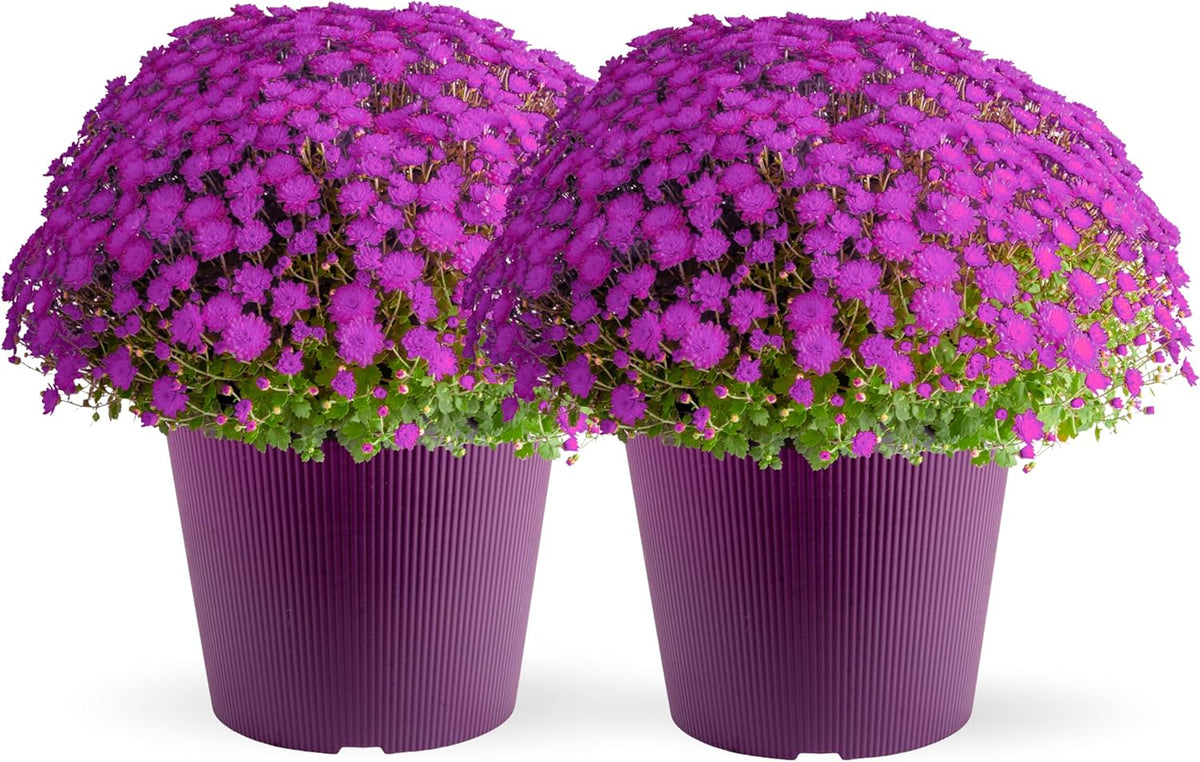 Costa Farms Live Plants – Fall Mums 2-Pack (Purple) in Color Pot | 3 Qt. Seasonal Houseplants & Outdoor Flowers for Porch, Patio, or Garden | Ships in Bud Form for Longer Bloom