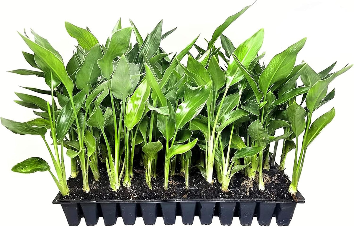 Orange Bird of Paradise | Strelitzia Reginae | 10 Live Plants | Tropical Perennial Blooming Specimen