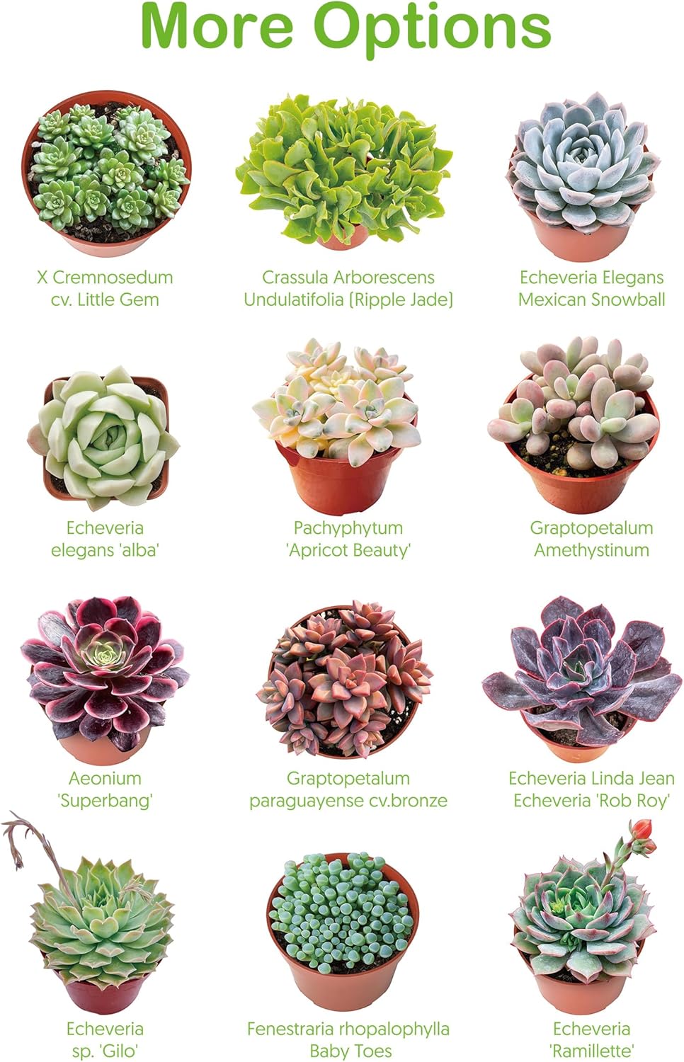 2" Live Succulent 'Cremnosedum Little Gem', Rare Succulent Plants Fully Rooted in Pots, Unique House Plant for DIY, Party Favor, Home Office Decoration