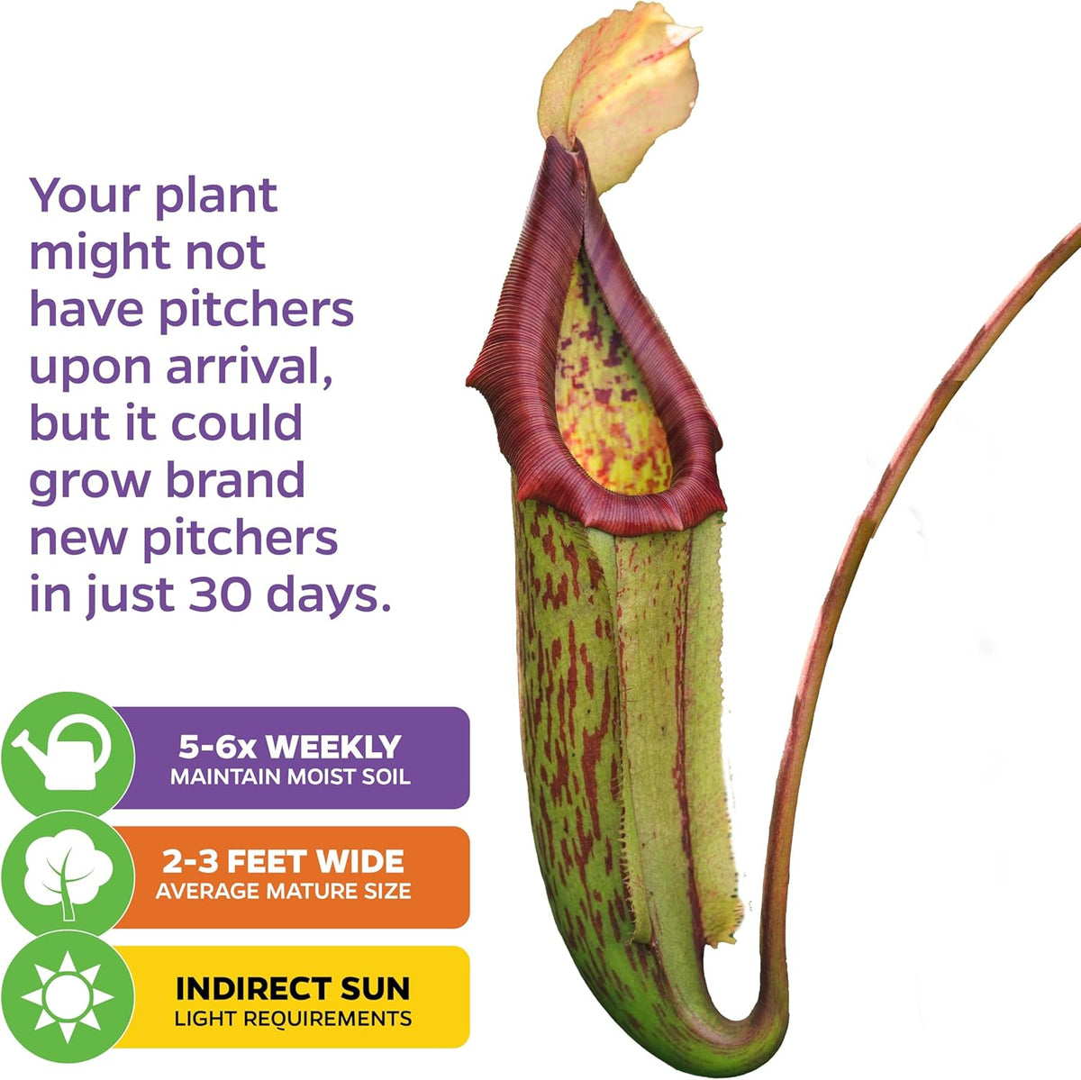 Miranda Carnivorous Pitcher Plant - Nepenthes Miranda - Wellspring Gardens Starter Plant - Unique & Exotic Tropical for Indoor/Outdoor Growing & Planting - Easy to Grow, Great for Nature Lovers