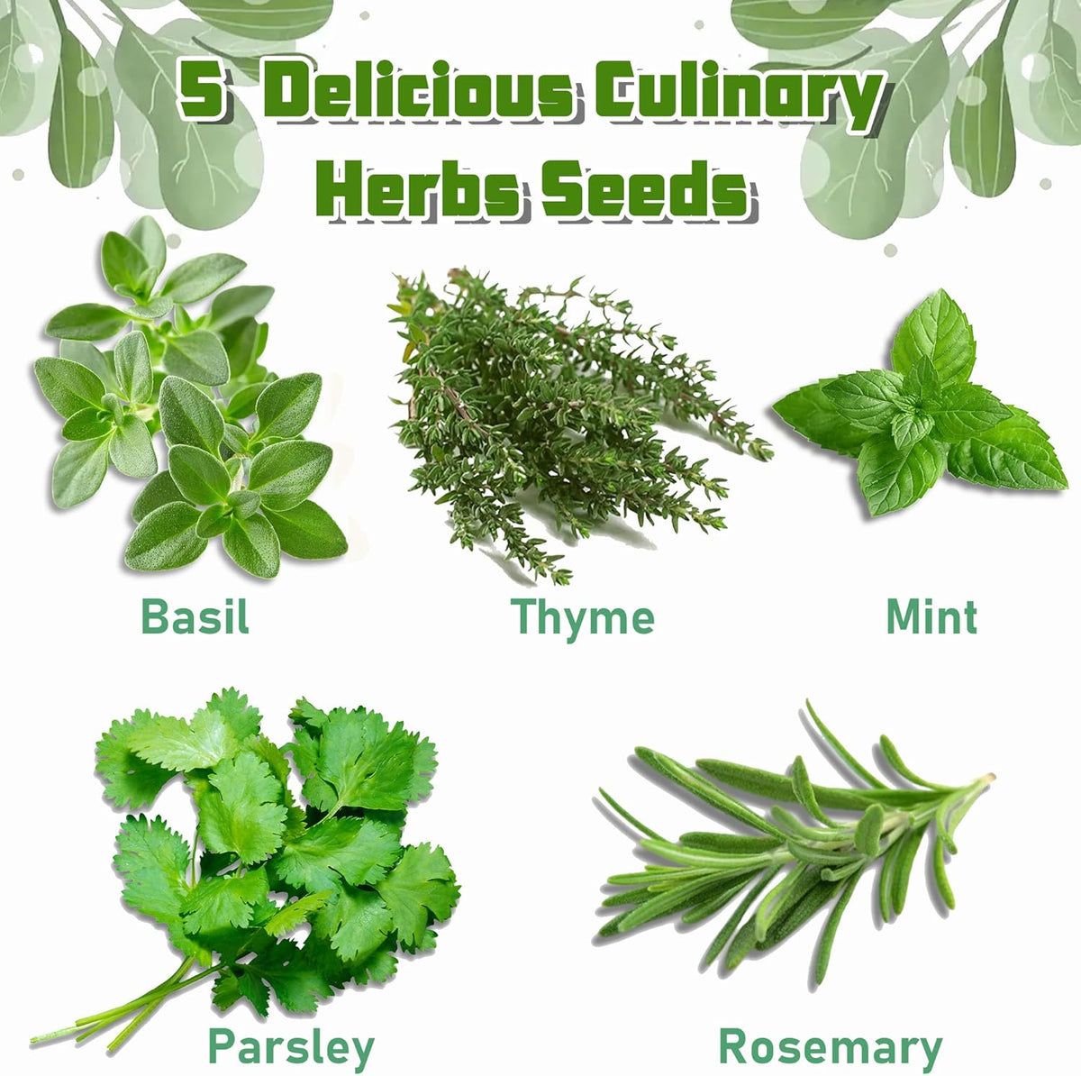 Indoor Herb Garden Starter Kit, 5 Seeds Growing into Basil, Parsley, Rosemary, Thyme, Mint, Including A Wooden Box, Soil Discs & Planters with A Gift Box, Ideal Christmas Gifts for Women
