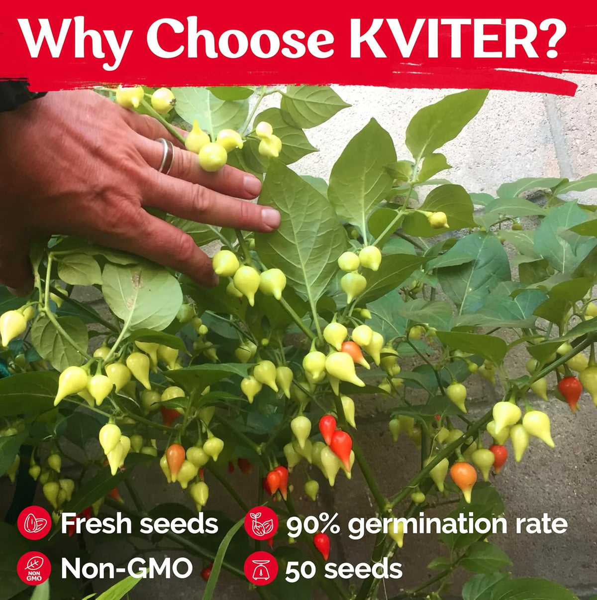 KVITER 50 Pimenta Biquinho, Sweety Drop Peppers Seeds (Capsicum Chinense) – Chupetinho, Pimenta de Bico, Little Red Tear Drop Peppers – Heirloom Red Pepper Vegetable Seeds for Outdoor & Indoor Garden
