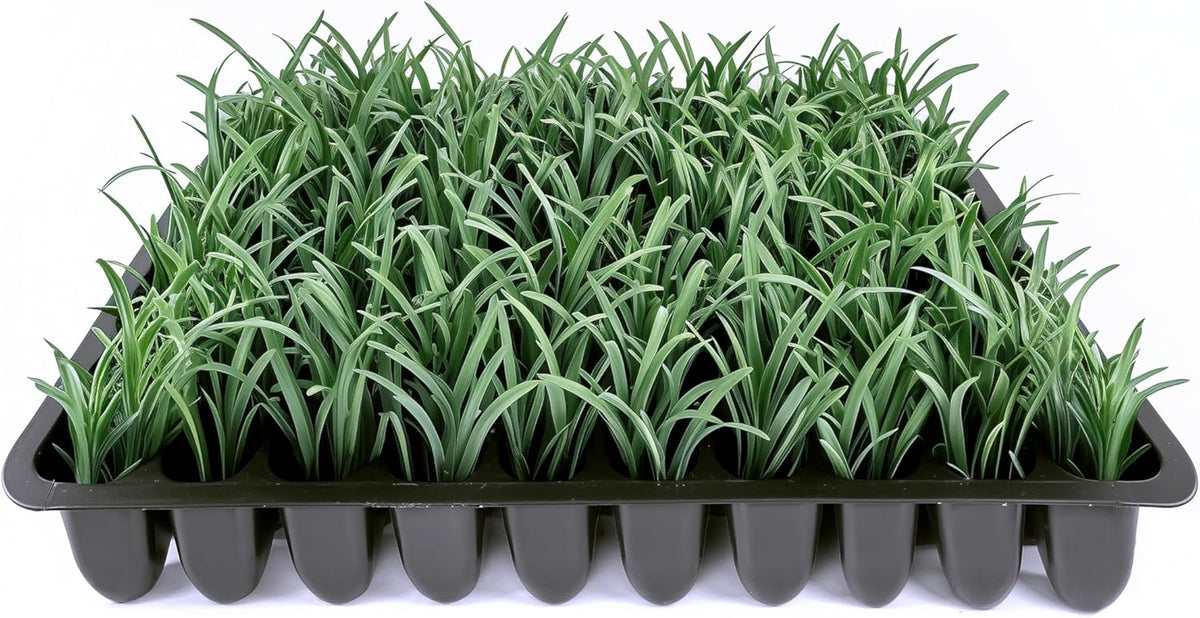 Dwarf Mondo Grass | 30 Live Plants | Ophiopogon Japonicus Nana | Lush Ground Cover | Shade Loving Low Maintenance Garden Solution | Ideal for Landscaping and Borders | Hardy and Evergreen