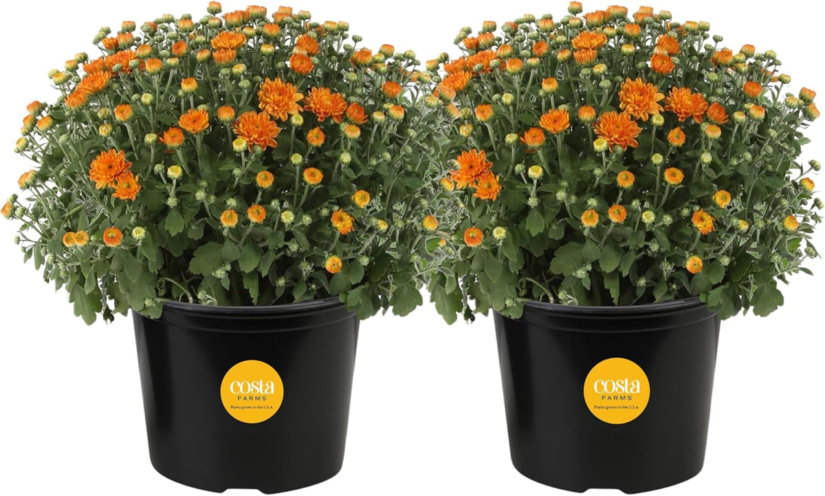 Costa Farms Chrysanthemum, Mums Ships in Bud Form, Bloom Porch and Patio Ready Bushel Basket, 3-QT, Orange
