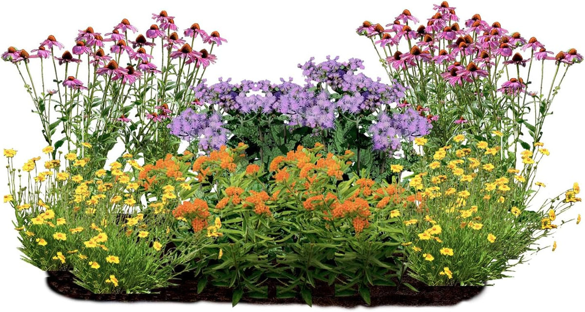 16 Live Outdoor Native Plants for Full Sun from My Home Park – Includes Aromatic Aster, Blue Mistflower, Butterfly Weed & Lanceleaf Coreopsis – Not Seeds – 4–8” Tall on Arrival – Easy to Grow