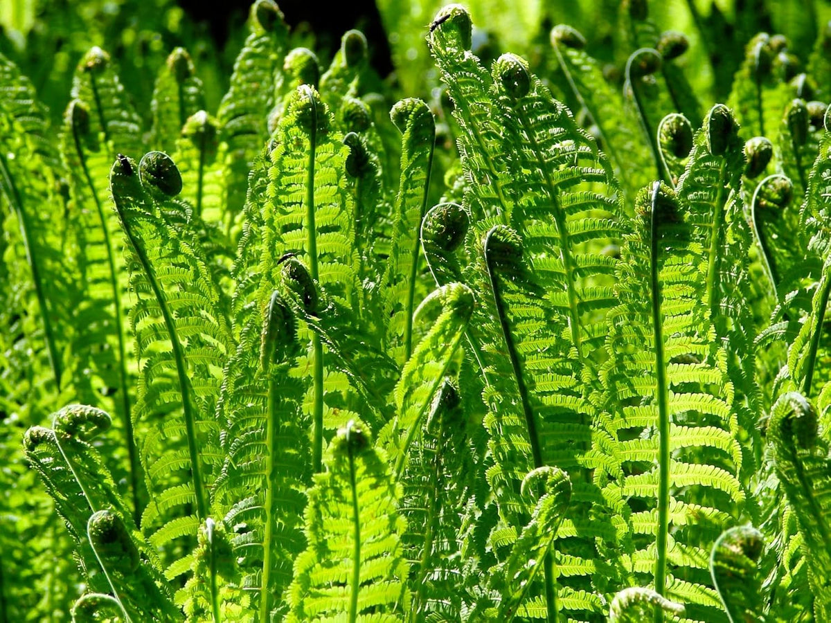 Greenwood Nursery: Live Perennial Plants - Ostrich Fern + Matteuccia Struthiopteris - [Qty: 1x Pint Pot] - (Click for Other Available Plants/Quantities)