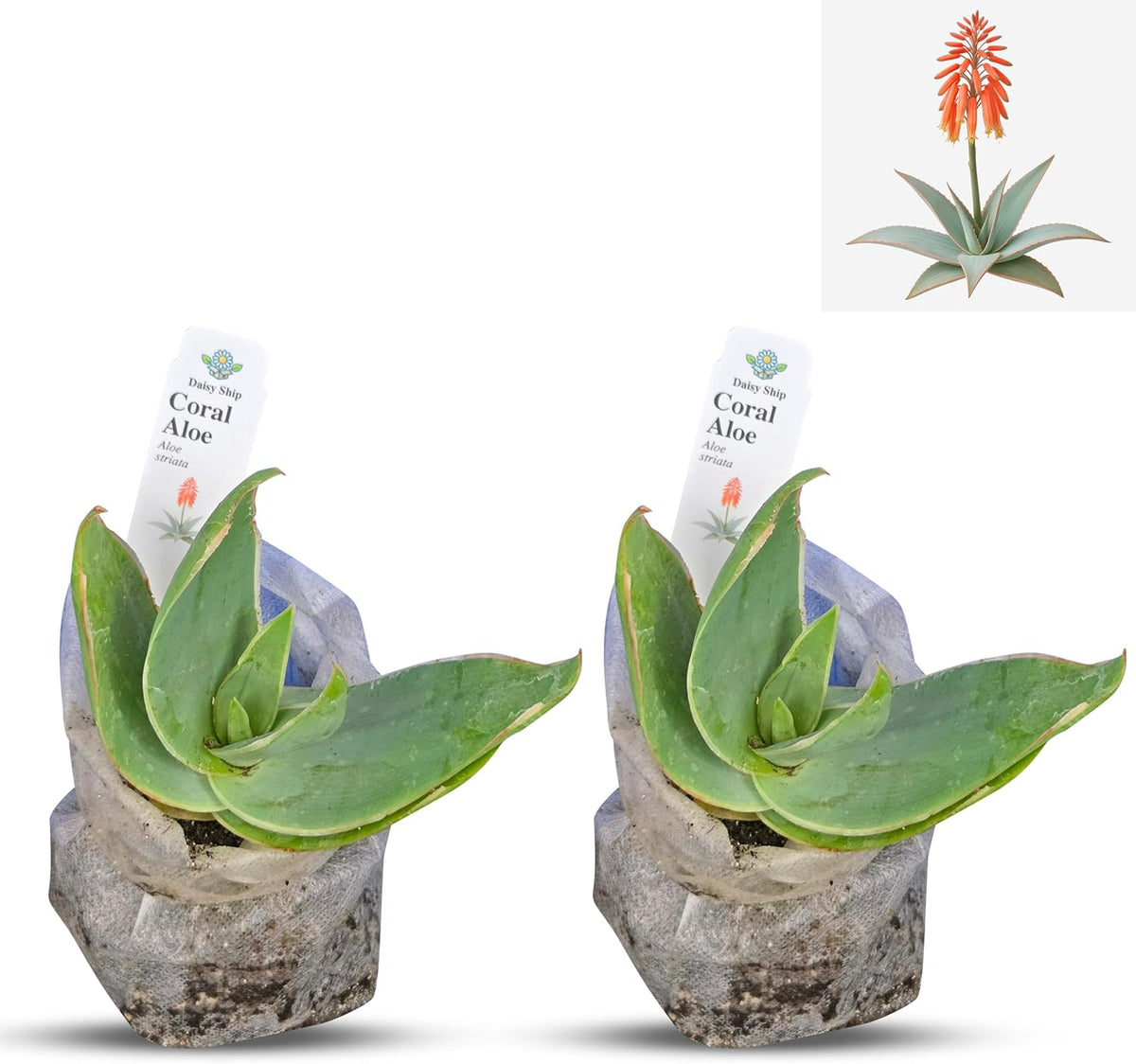 Coral Aloe Plants (Aloe striata) - Live Succulent with Striking Pink Edges and Smooth, Flat Leaves for Indoor/Outdoor Gardening (2 Coral Aloe sacs)