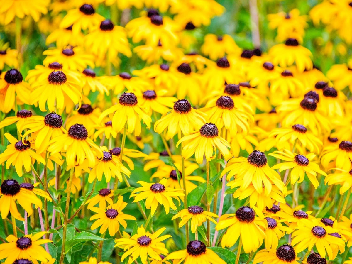 Greenwood Nursery: Live Perennial Plants - Black-Eyed Susan + Rudbeckia Fulgida 'Goldsturm' - [Qty: 5X Pint Pots] - (Click for Other Available Plants/Quantities)