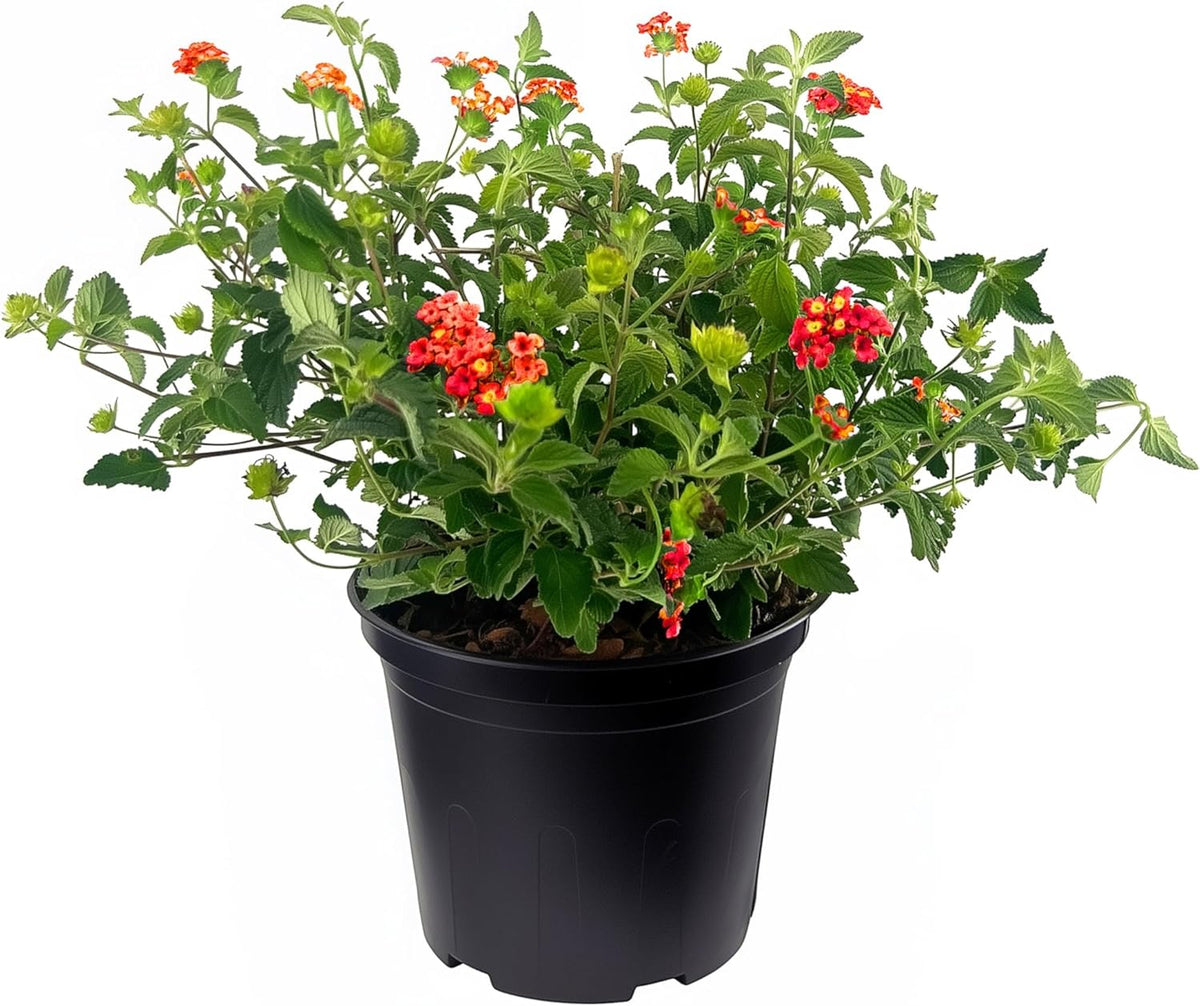 Lantana Dallas Red | 1 Large Gallon Size Plant | Lantana Camara | Flowering Perennial | Garden Colorful Bloom | Hardy Outdoor Decor | Vibrant Red Flowers