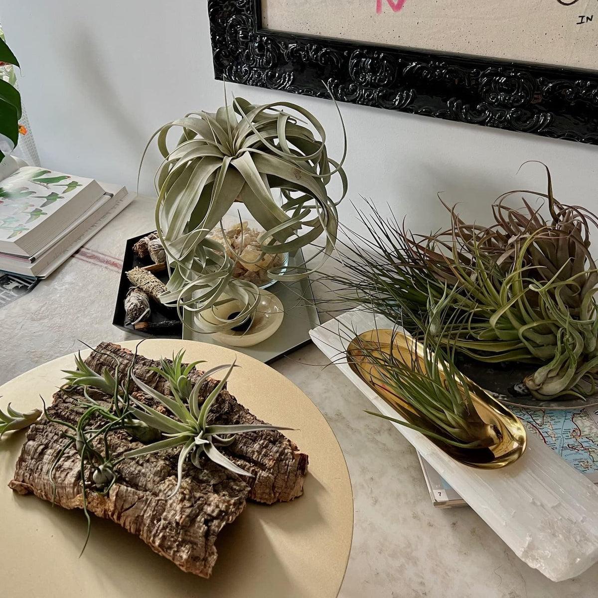 Live Air Plants - Tillandsia Gift Box TOR Variety Pack - 10 Count Large, 4-10 inches – Live Indoor Plants & Live 15 inch Spanish Moss – Live Plants for Home décor, Live Arrival Guaranteed