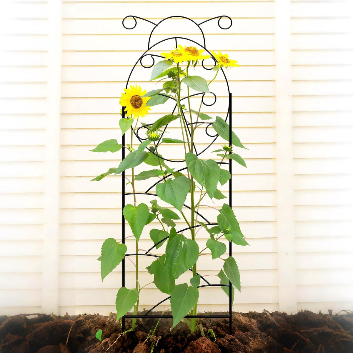 ARIFARO Garden Trellis 56″ H x16″ W (Pack of 4) Metal Climbing Plant Trellis Outdoor/Indoor Sturdy Flower Trellis for Climbing Vines, Rose, Potted Plants
