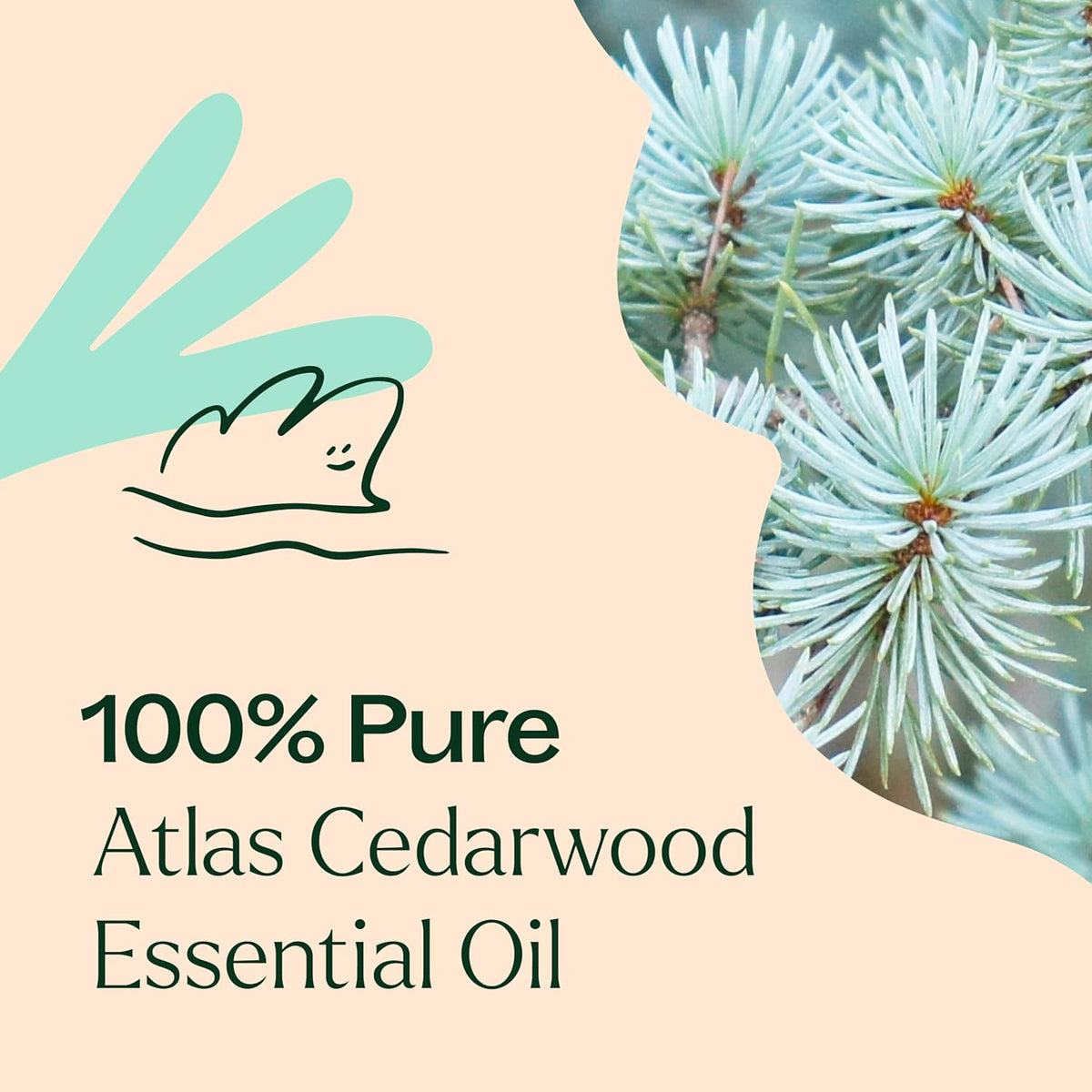 Plant Therapy Organic Atlas Cedarwood Essential Oil 100% Pure, USDA Certified Organic, Undiluted, Natural Aromatherapy for Diffusion, Skin, and Hair, Therapeutic Grade 10 mL (1/3 oz)