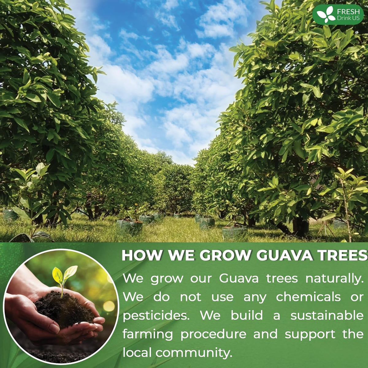 FreshDrinkUS, Premium 135 Guava Leaf Tea Bags, Handmade, From Great Origin, 100% Natural and Pure. Guava Tea, Loose Leaf Herbal Tea. No Sugar/Caffeine/Gluten, Vegan.