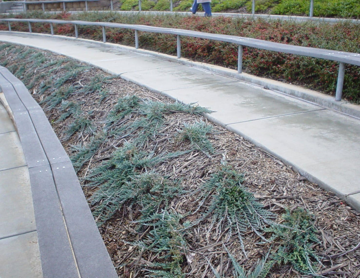 Blue Rug Juniper | 10 Live Plants | Juniperus Horizontalis | Ground Cover Evergreen | Drought Tolerant Landscaping