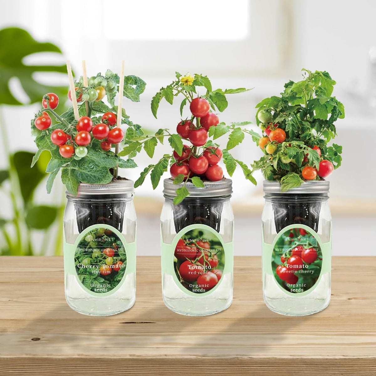 Hydroponic Mason Jar Indoor Garden Organic Seed Starter Kits - Tomato Trio Garden Growing Kits, Gardening Gift (Red Robin Tomato, Cherry Tomato - Tiny Tim, Sweetie Cherry Tomato)