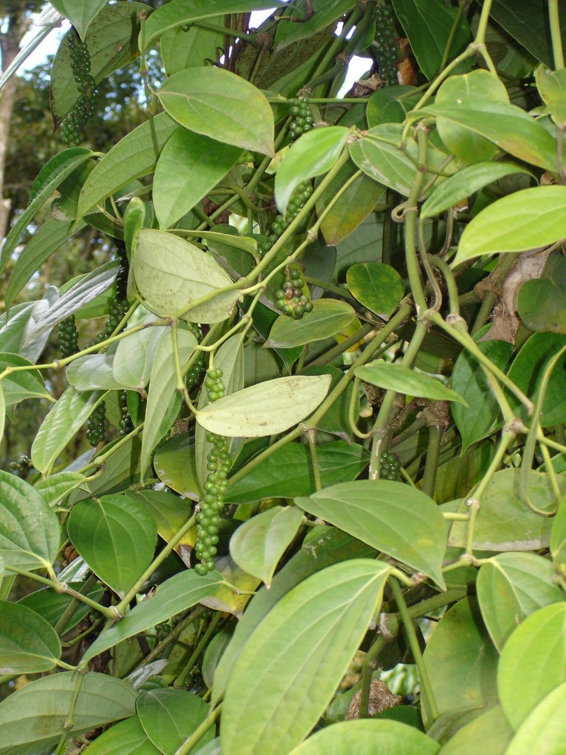 New and Healthy Piper Nigrum Black Pepper Live plant
