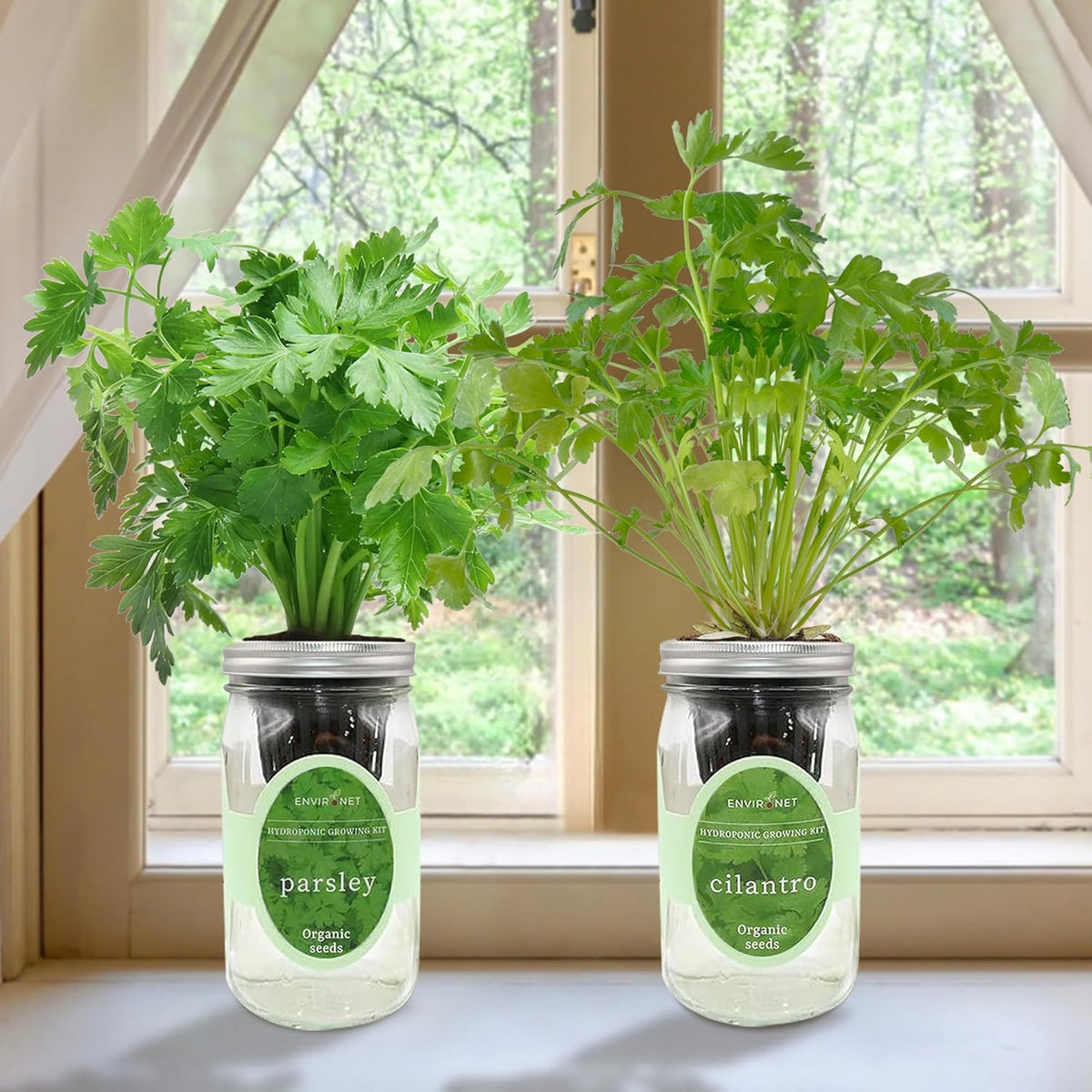 2-Pack Hydroponic Mason Jar Herb Garden Kit, Indoor Herb Garden Self-Watering Starter Kit (Parsley,Cilantro)