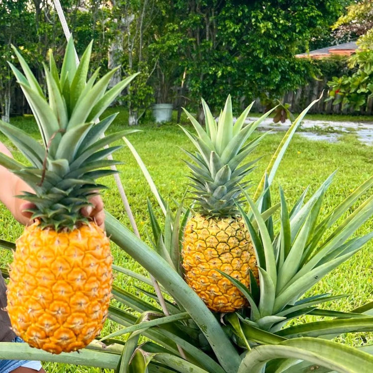 2 Elite Gold Pineapple Plants Live, 5-9 Inc Tall, Pineapple Fruit Trees Live Plants, Pineapple Seedlings