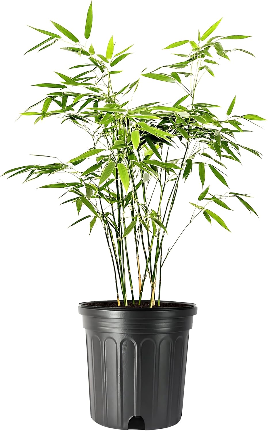 Bamboo Fernleaf | 3 Large Gallon Size Plant | Bambusa multiplex | Clumping Bamboo Privacy Screen | Fast Growing Hedge Windbreak Gardens Walkways Borders Decorative Accent Garden Feature Zone